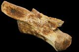 Ornithomimus Caudal Vertebra - Montana #114434-3